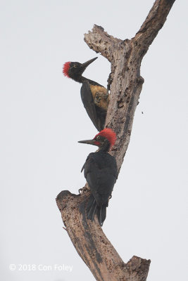 Woodpecker, White-bellied (pair)
