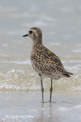 Plover, Pacific Golden @ Mersing