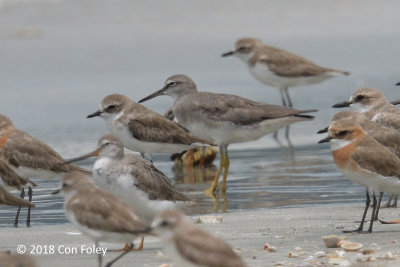 Tattler, Grey-tailed @ Mersing