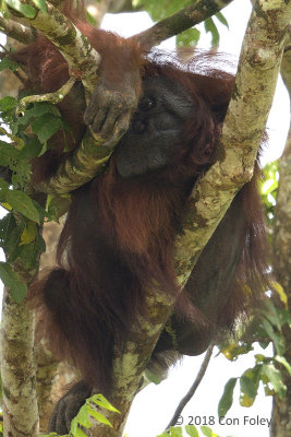 Bornean Orangutan (adult male) @ Kinabatangan