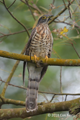 Cuckoo, Large Hawk (adult) @ Sentosa