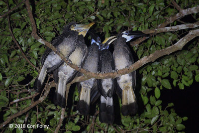 Hornbills, Bushy-crested
