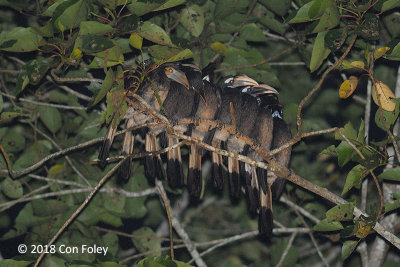 Hornbill, Bushy-crested (group) @ Gomantong Caves