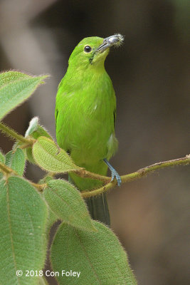 Leafbird, Greater Green (female)