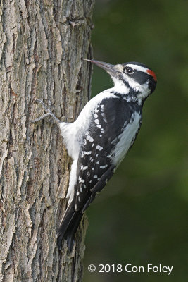 Woodpecker, Hairy (male) @ Gorham, NH