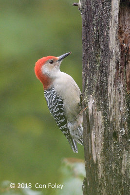 Woodpecker, Red-bellied (male) @ Boothbay Harbor