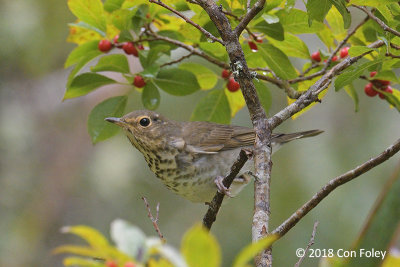 Thrush, Swainson's @ Boothbay Harbor