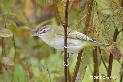 Vireo, Red-eyed (juv) @ Boothbay Harbor