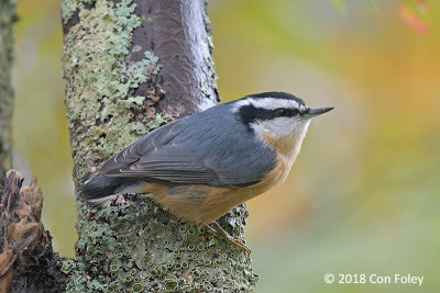 Nuthatch, Red-breasted (male) @ Boothbay Harbor