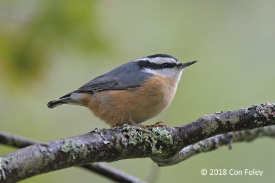 Nuthatch, Red-breasted (male) @ Boothbay Harbor