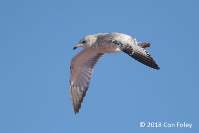 Gull, Ring-billed (juv) @ Stowe, VT