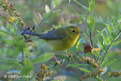 Warbler, Wilsons (1st yr fem) @ Gorham, NH