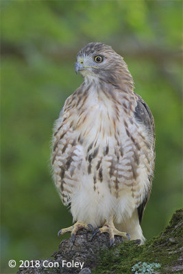 Hawk, Red-tailed @ Mt. Auburn Cemetery
