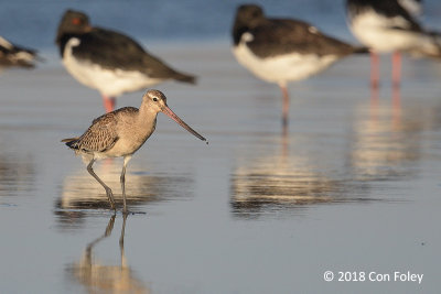 Godwit, Black-tailed @ Funabashi