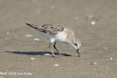 Stint, Little @ Kujukuri Beach