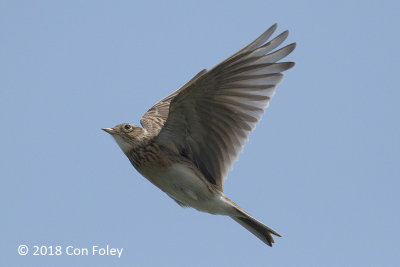 Skylark, Eurasian @ Pandan River