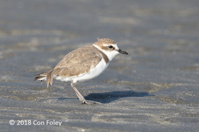 Plover, Kentish @ Funabashi