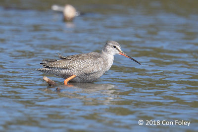 Redshank, Spotted @ Chiba