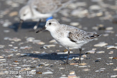 Sanderling @ Funabashi