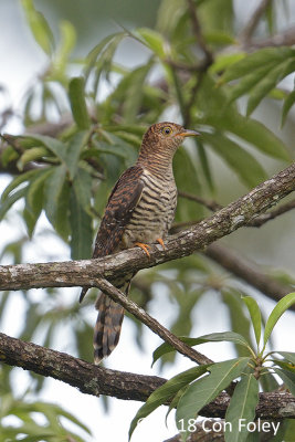 Cuckoo, Himalayan (female hepatic morph) @ Bidadari