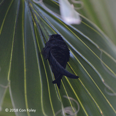 Swift, Asian Palm