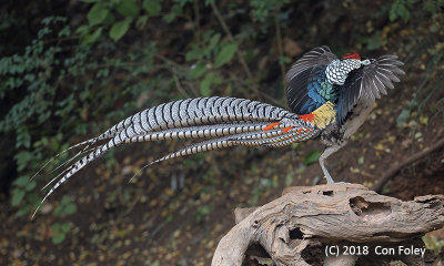 Pheasant, Lady Amherst's (male) @ Baihauling