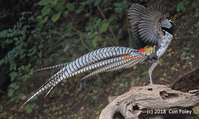 Pheasant, Lady Amherst's (male) @ Baihauling