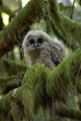 Spotted Owl Fledgling-1alt