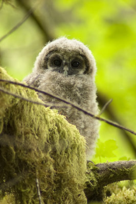 Spotted Owl Fledgling-2alt