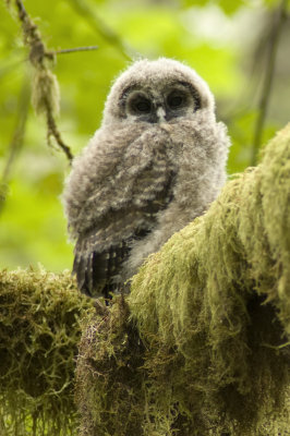 Spotted Owl Fledgling-3alt