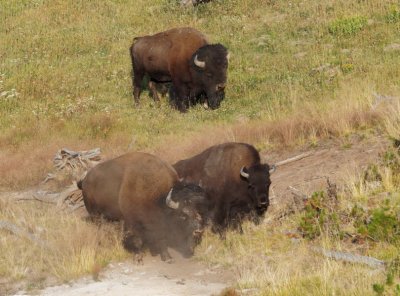 Yellowstone NP