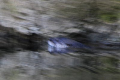 Otter vs Lock Ness Monster?