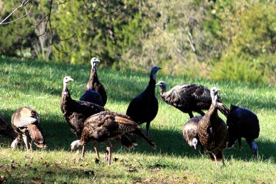 Turkey Flock Fall2017 001.JPG