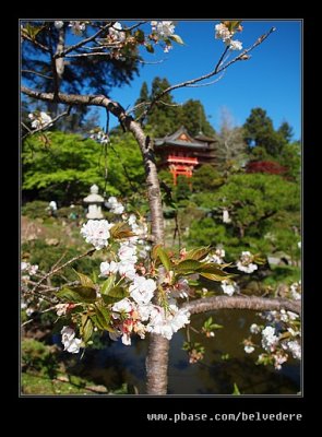 Japanese Tea Garden #11, San Francisco, CA