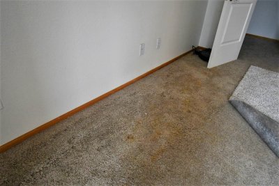 Dog urine soaked carpets