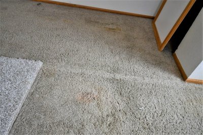 Dog urine soaked carpets