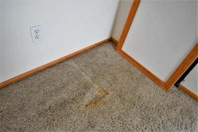 Dog urine soaked carpets
