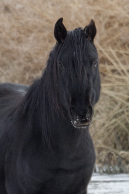 Black Beauty