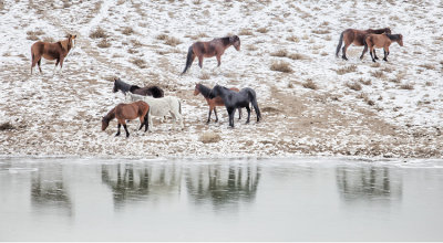 Wild Horses of Nevada