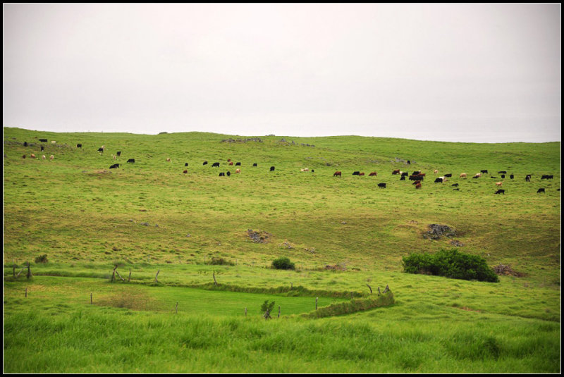 DSC_7917_1.jpg