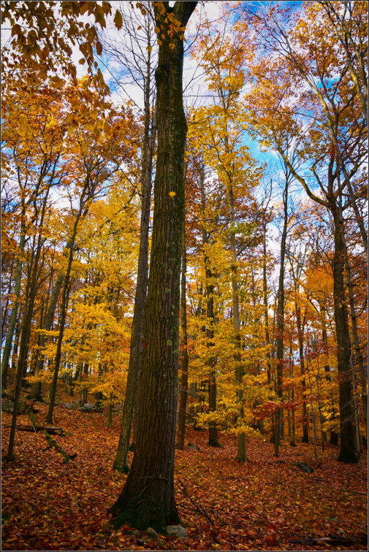 DSC_2927_1.jpg