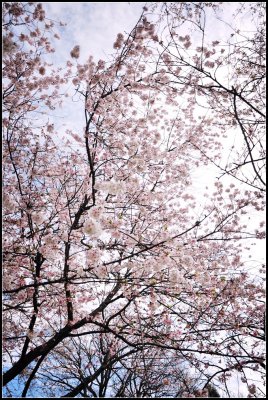Branch brook park cherry blossom 2017