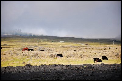 DSC_7098_1.jpg
