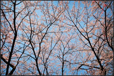 DSC_1593_1.jpg