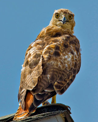 Are You Looking At Me.jpg