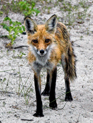 fox-02.jpg