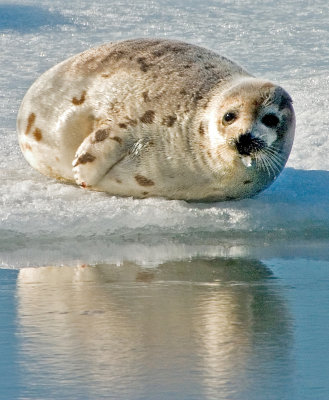 seal_2.jpg