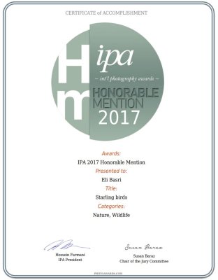 ipa 2017 - Honorable mention  -Starling