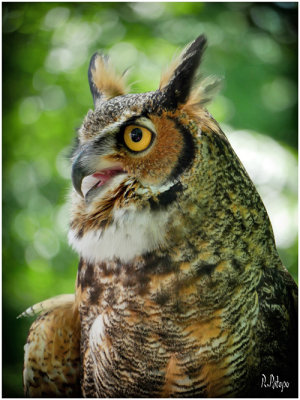Great Horned Owl?
