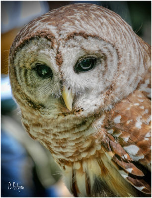 Barn Owl?